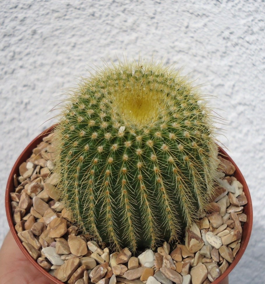 Notocactus rauschii