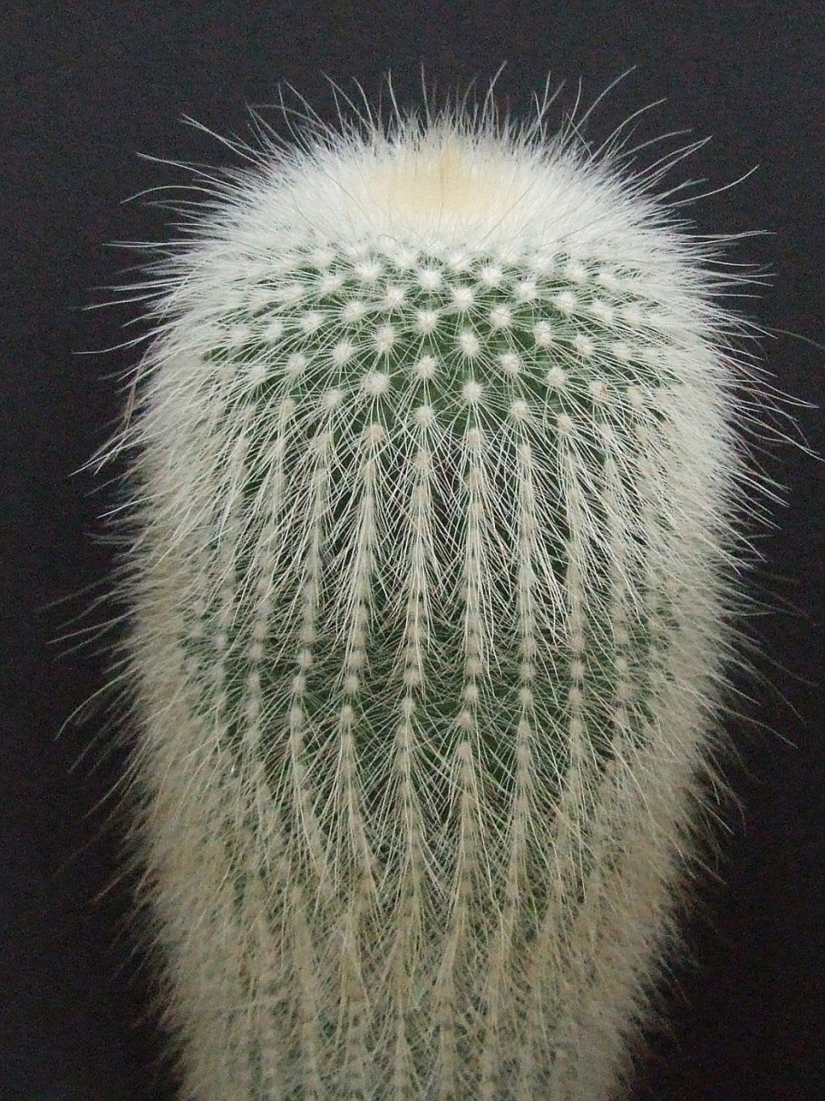 Eriocactus warasii