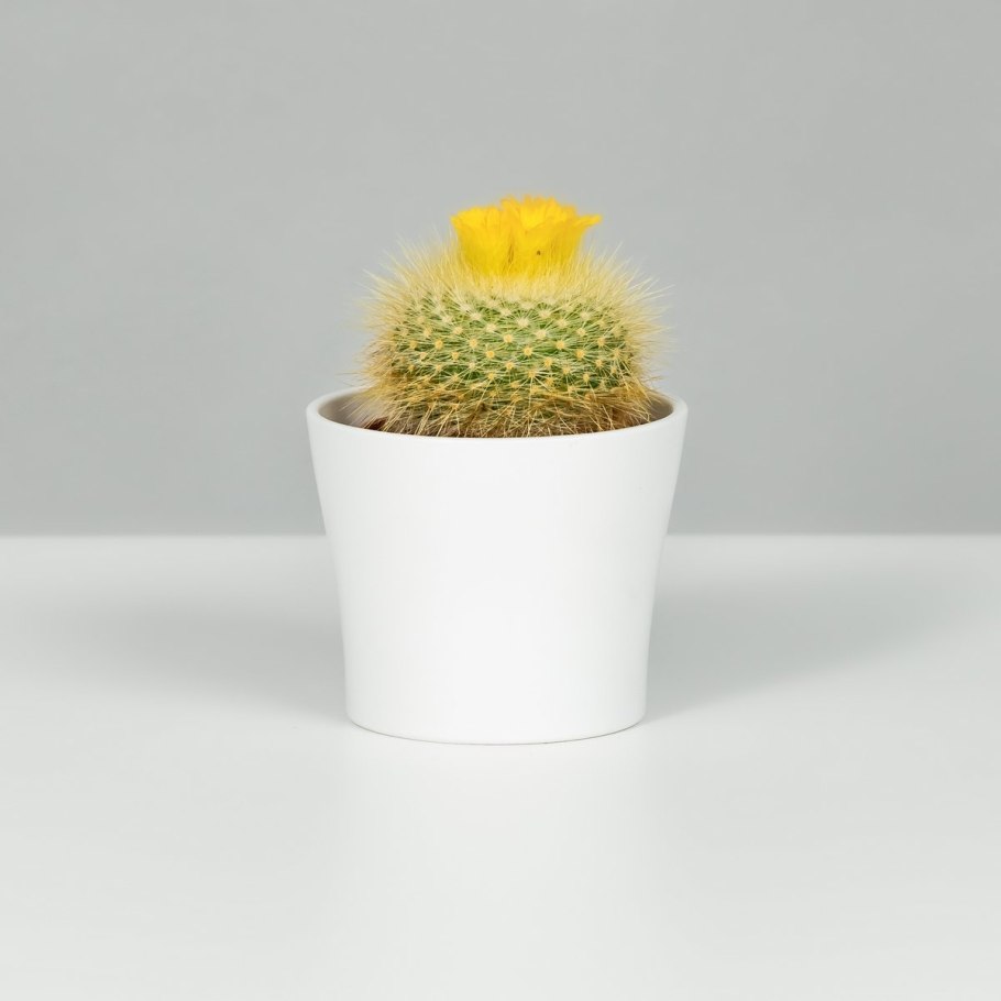 Кактус микс Нотокактус