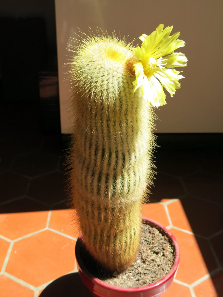 Parodia leninghausii (пародия)