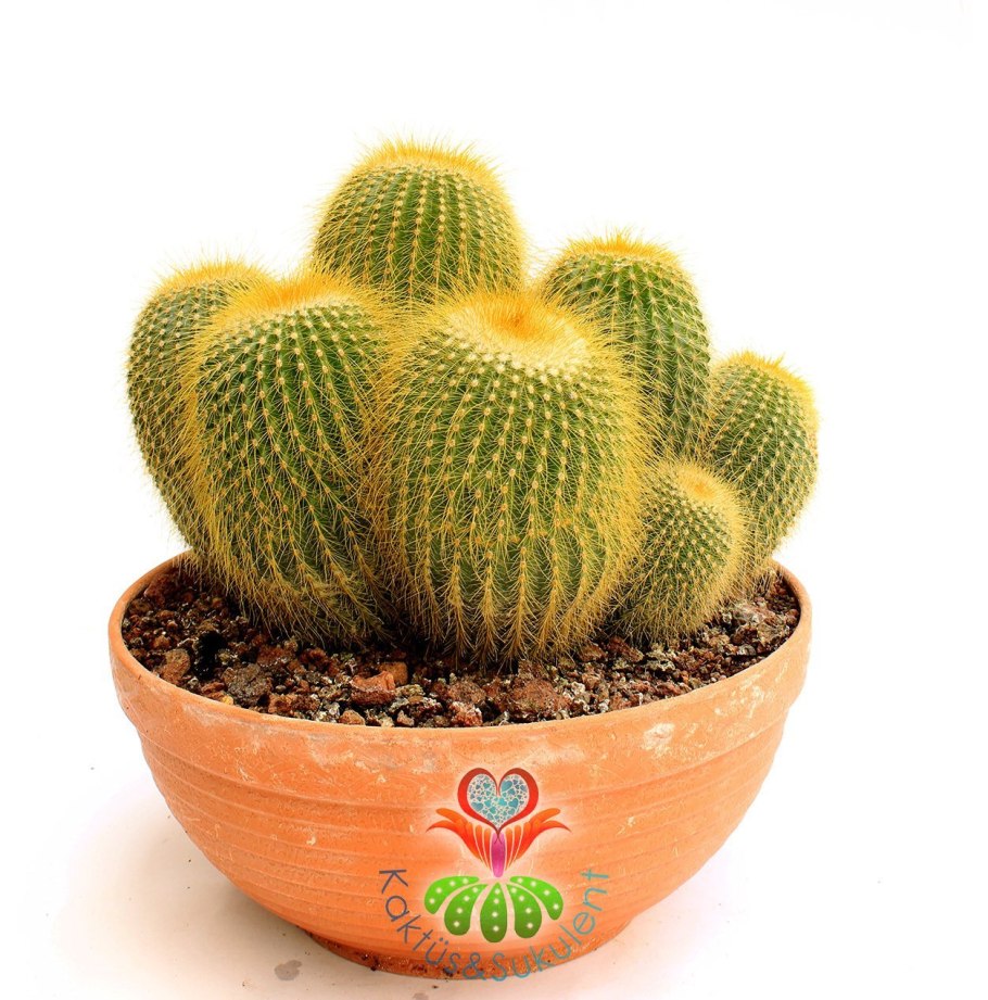 Нотокактус Ленингхауза (Notocactus leninghausii).