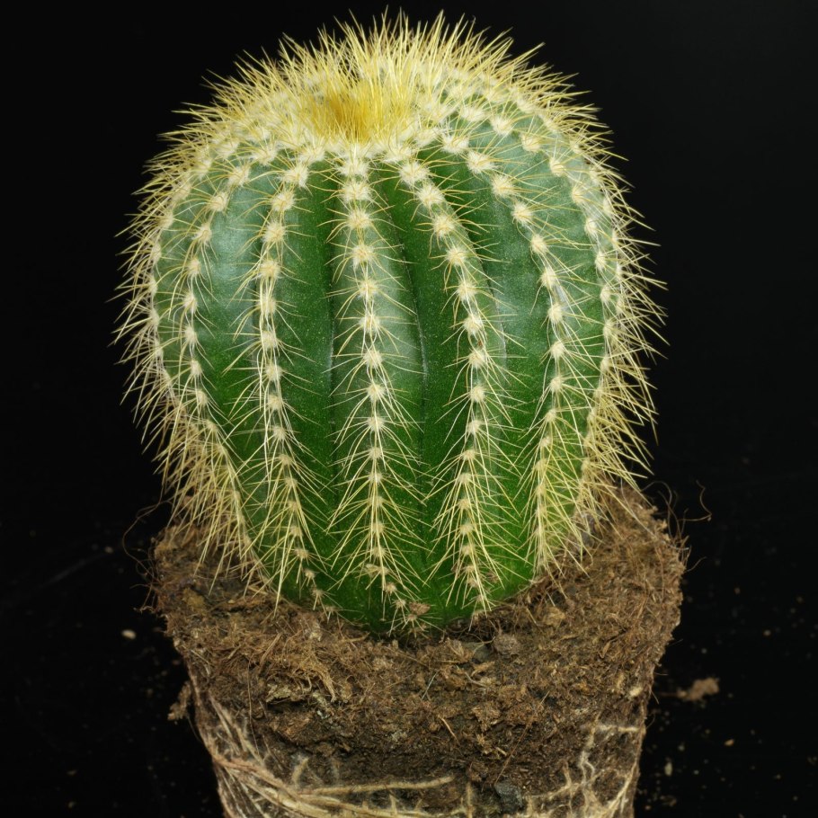 Кактус parodia warasii