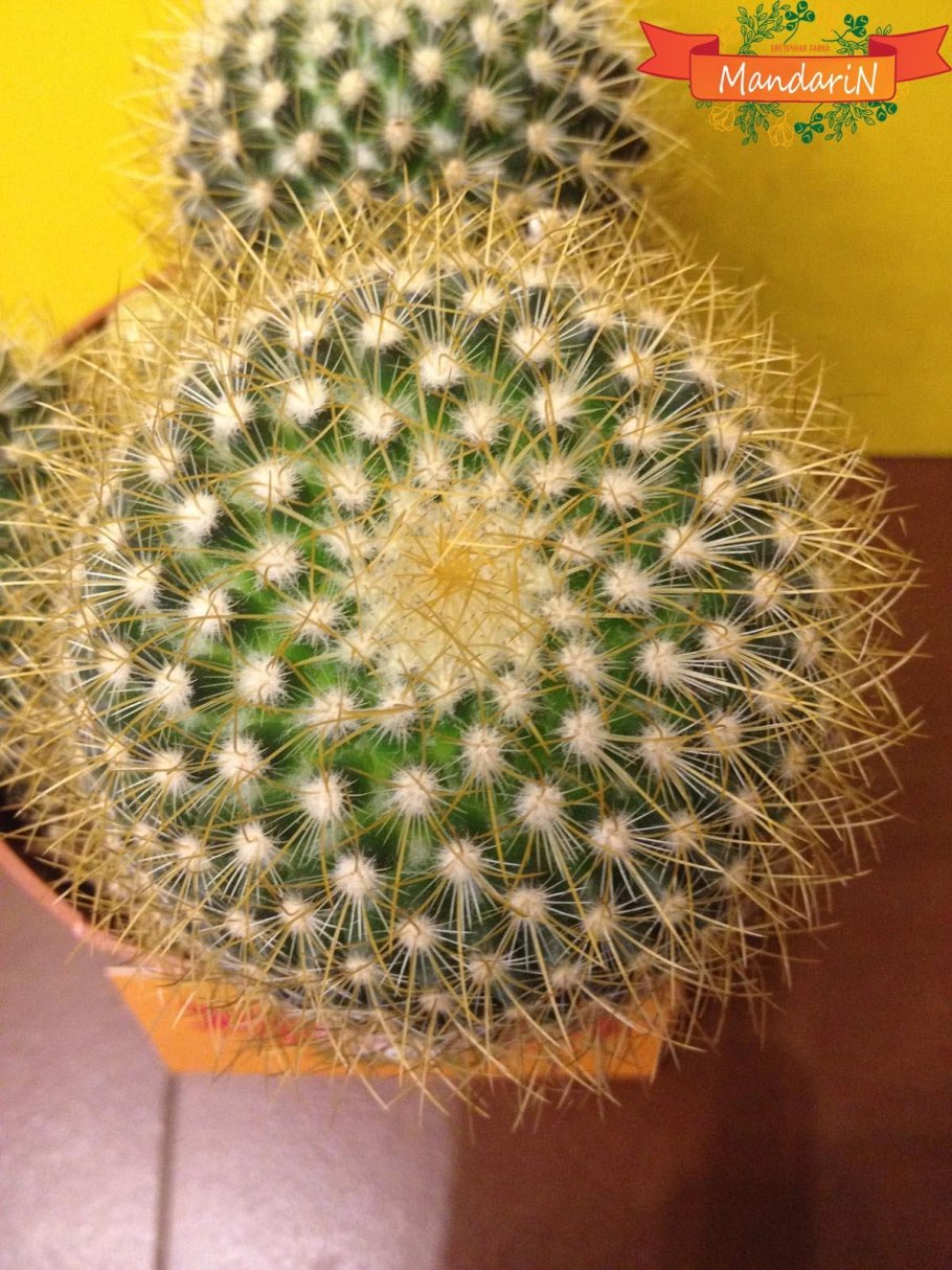 Нотокактус Ленингхауза