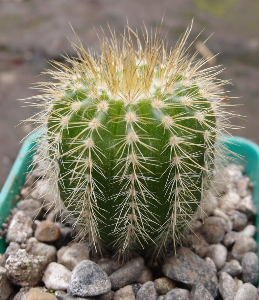 Нотокактус Ленингхауза