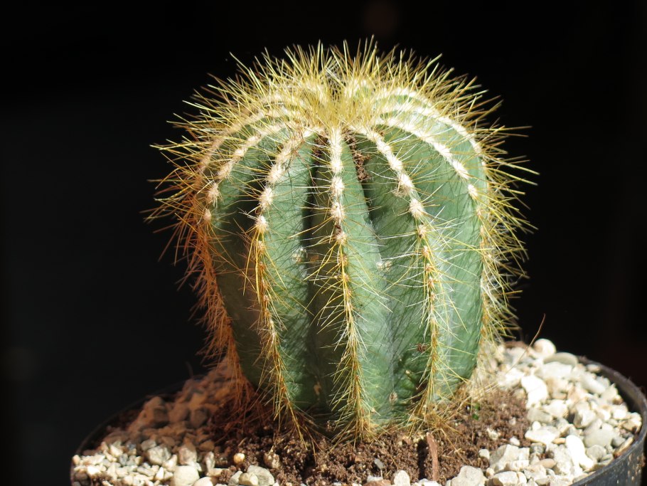 Нотокактус Хазельберга