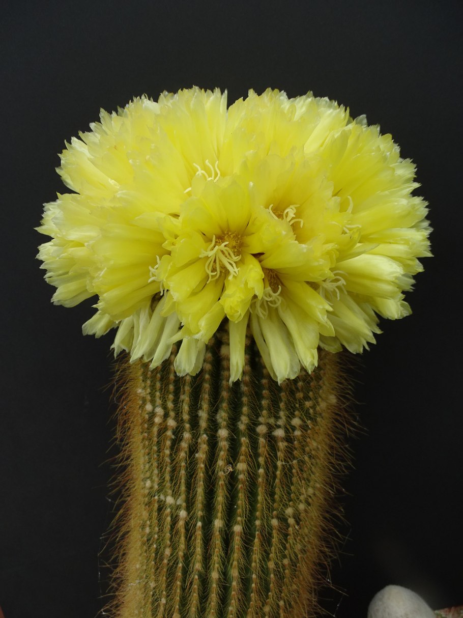 Eriocactus warasii