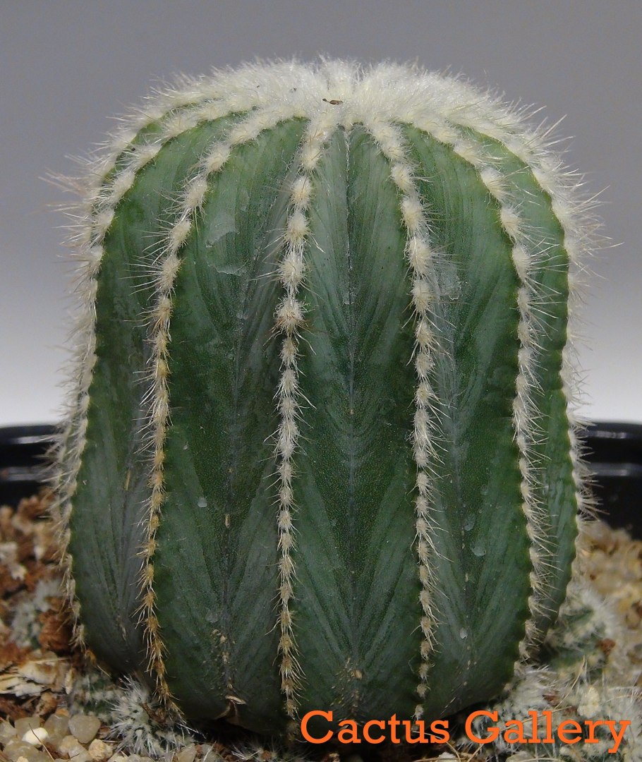 Кактус parodia magnifica