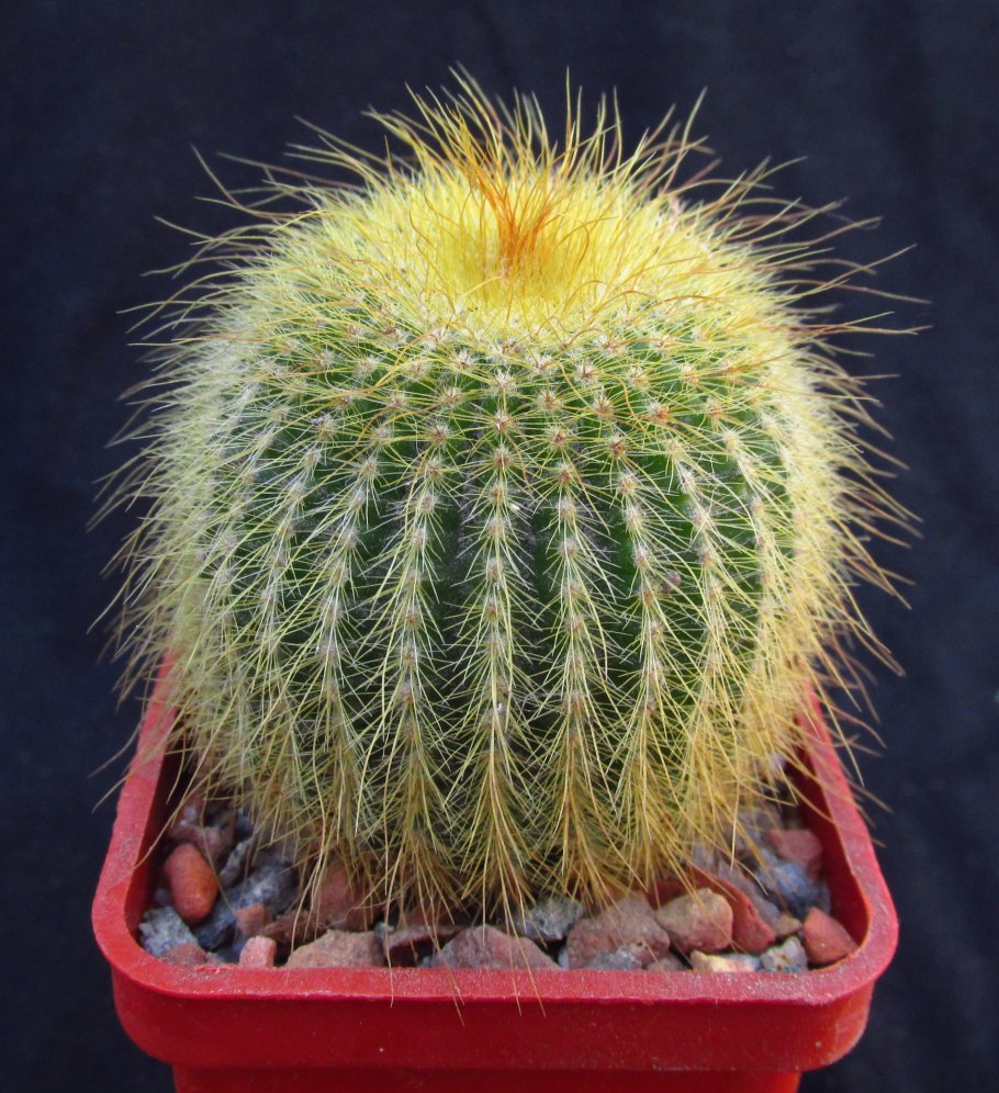 Нотокактус Ленингхауза (Notocactus leninghausii).