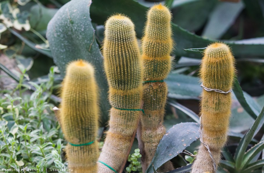 Нотокактус Ленингхауза