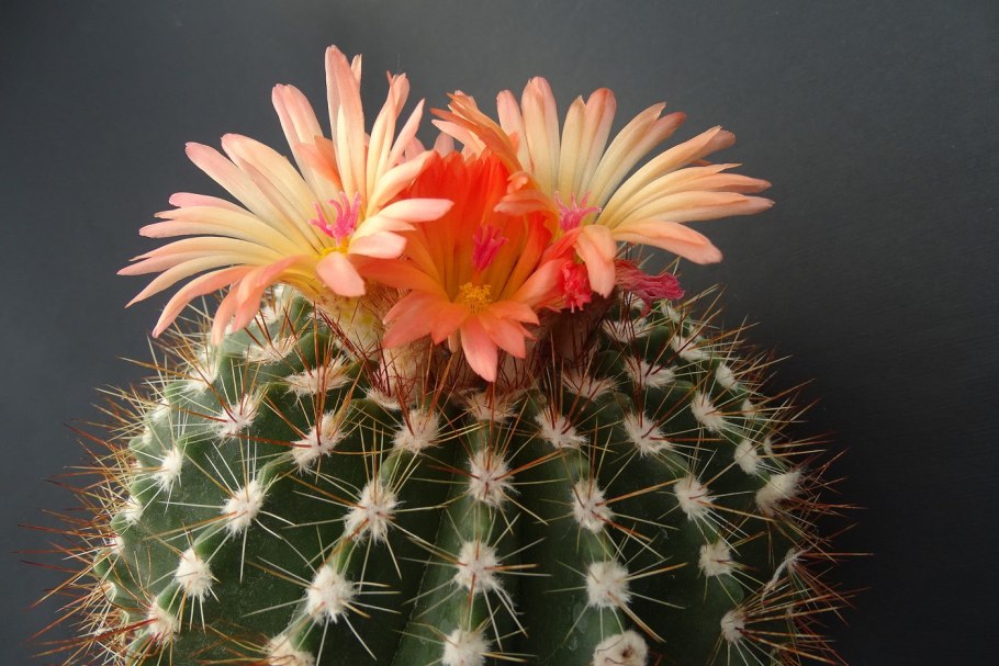 Эриокактус Ленингхауза