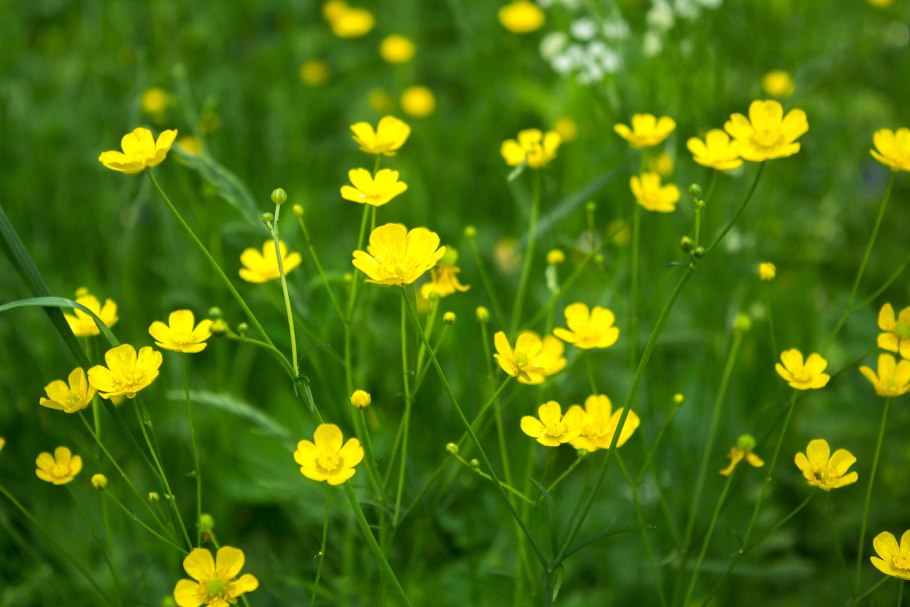 Лютик едкий Луговой