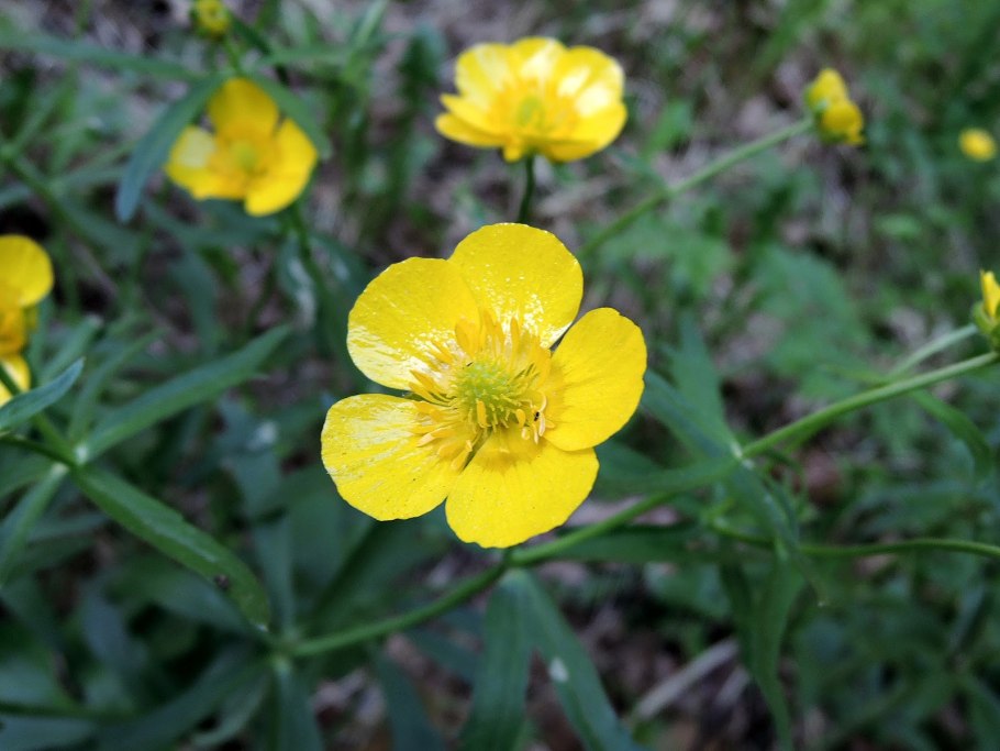 Ranunculus Acris Лютик едкий