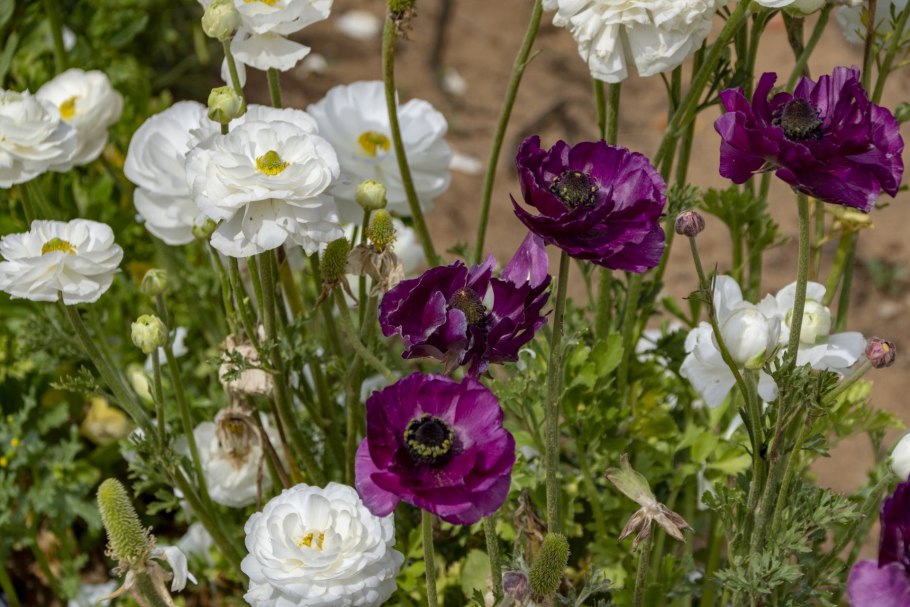 Ранункулюс луковицы