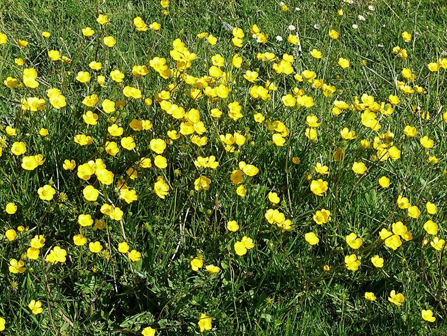 Лютик Лесной желтый