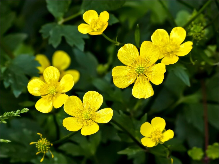 Лютик ползучий махровый