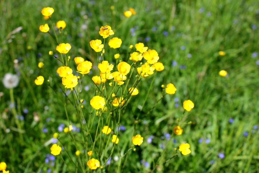 Полевые цветы лютики