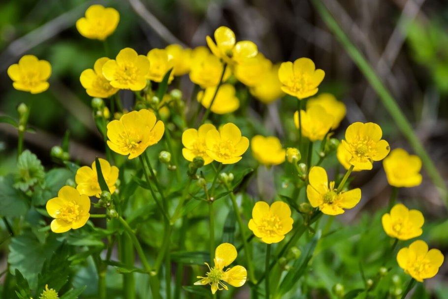 Лютик многоцветковый