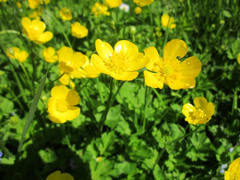 Ranunculus Acris Лютик едкий