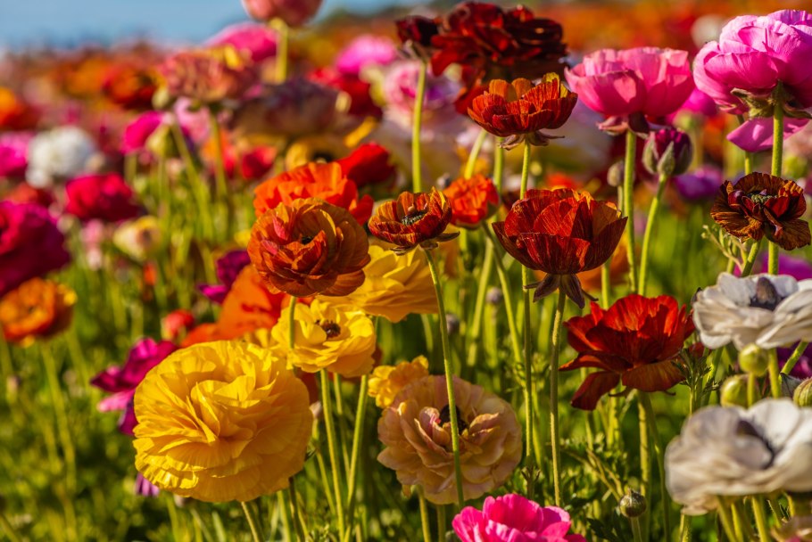 Лютик ранункулюс Цветущая Долина