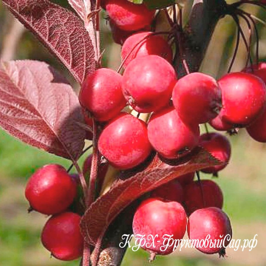 Яблоня краснолистная Хелена