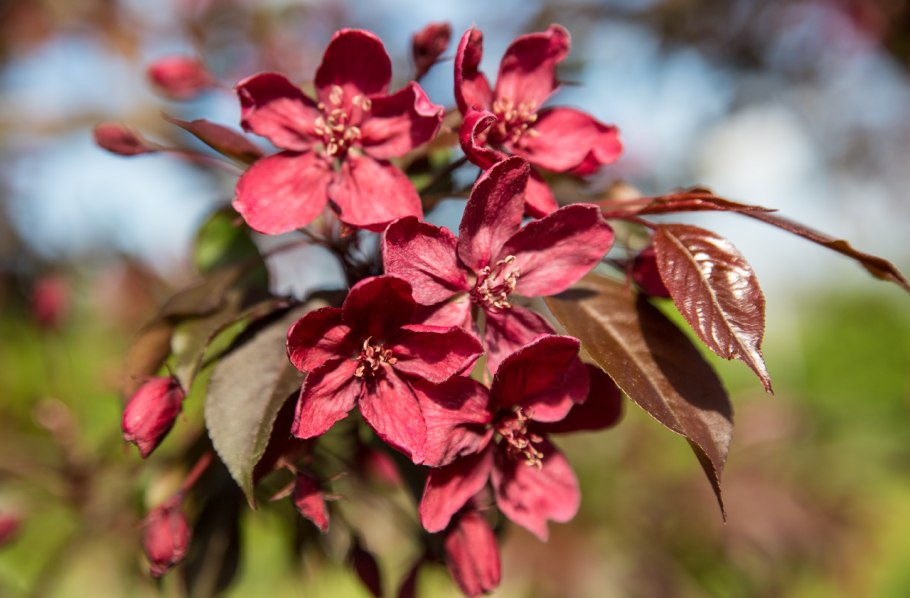 Яблоня "роялти" - Malus "Royalty"