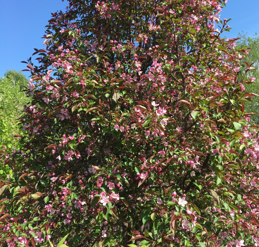 Яблоня Хелена Недзвецкого