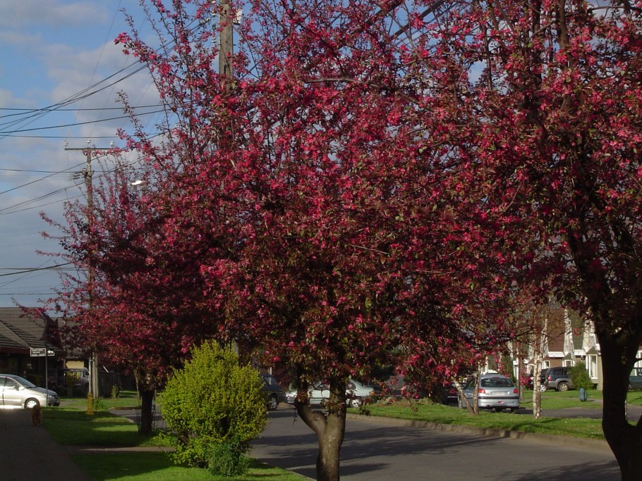 Яблоня краснолистная Недзвецкого