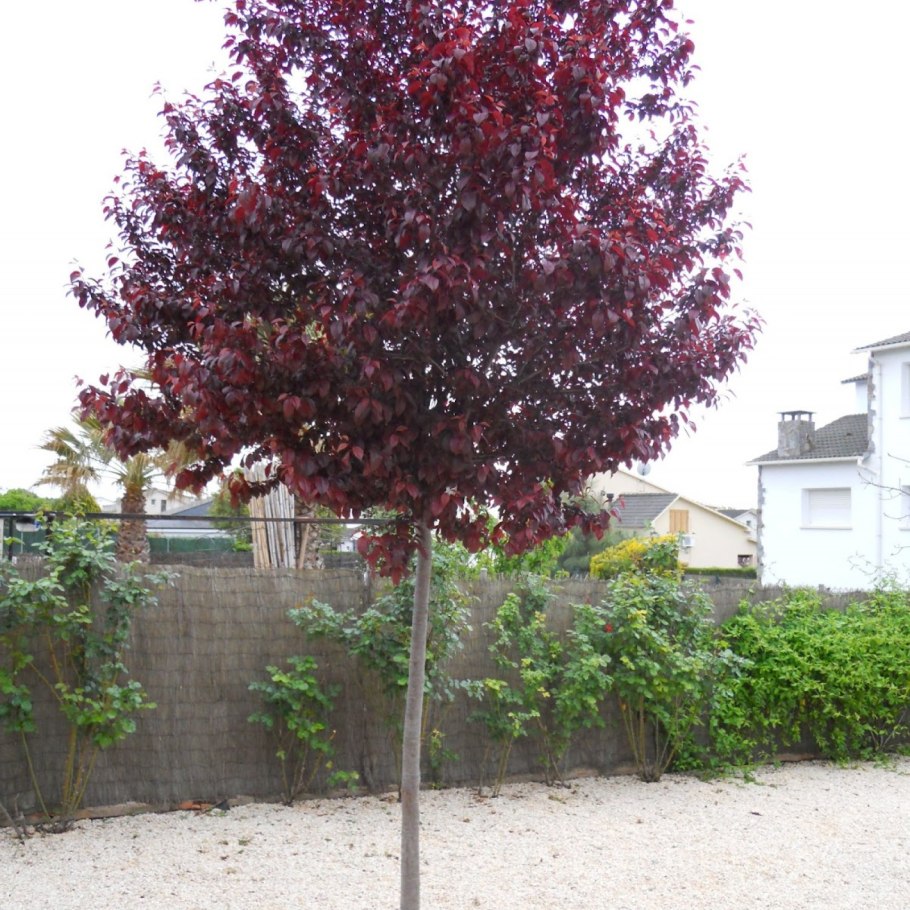 Слива Писсарди