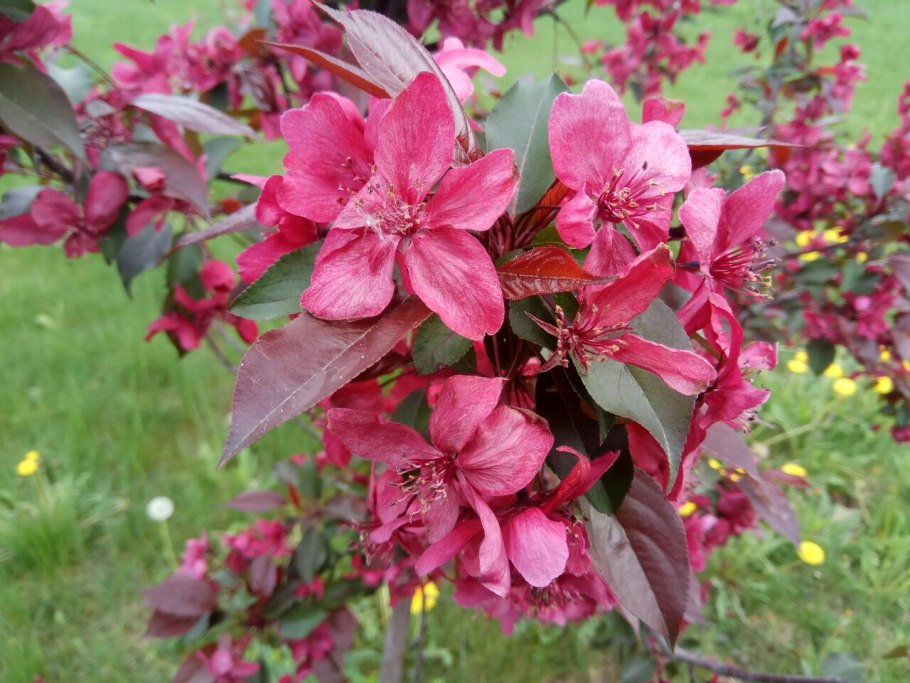 Яблоня краснолистная Недзвецкого