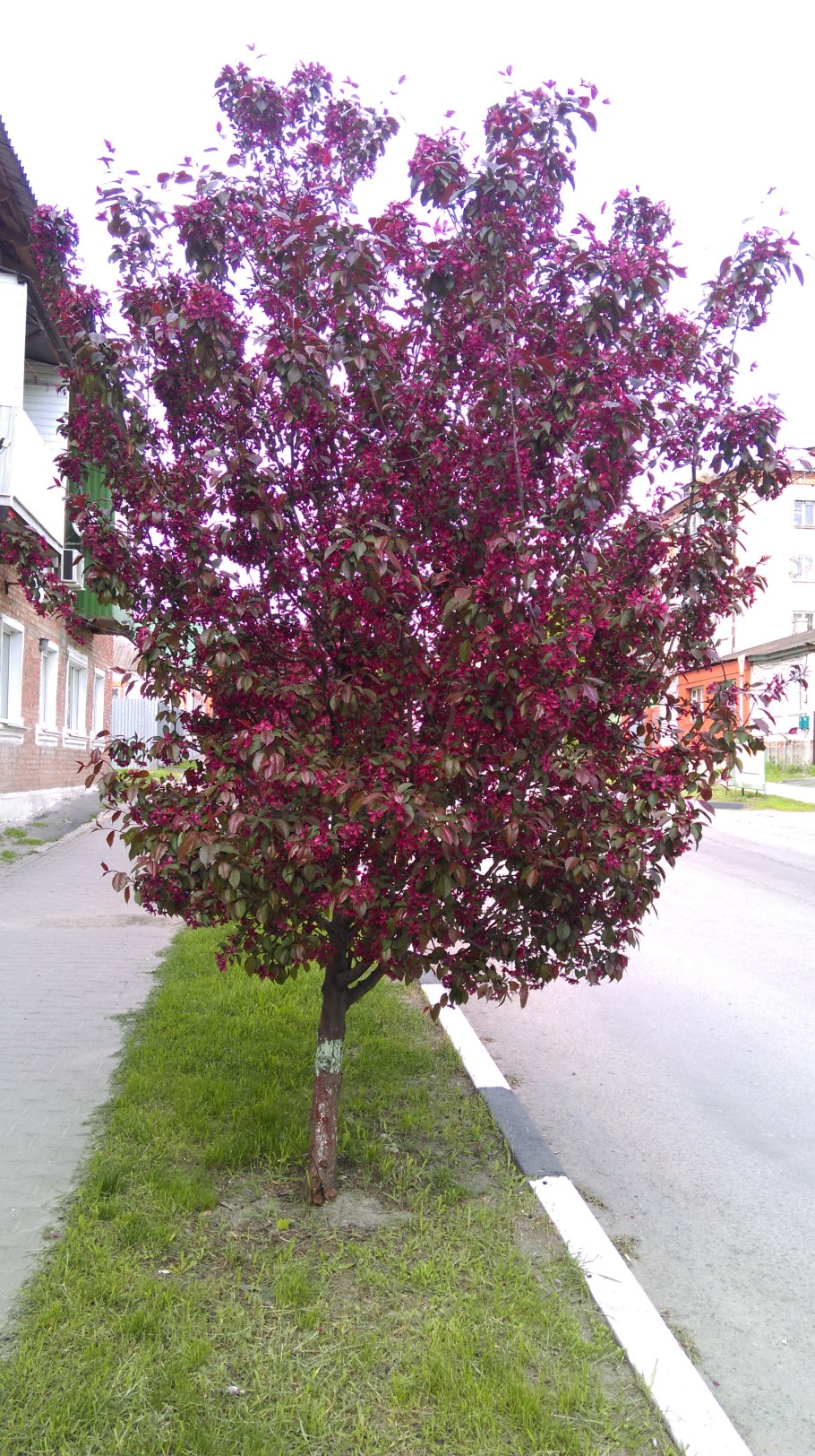 Яблоня краснолистная Роял