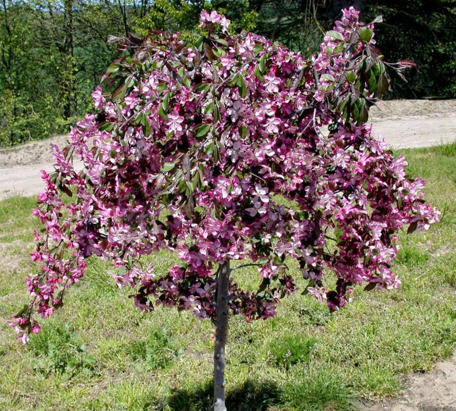 Яблоня Роял Бьюти Пендула