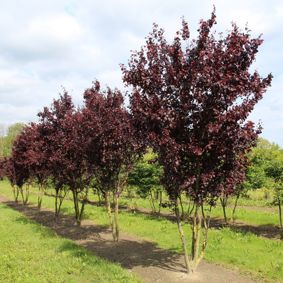Яблоня декоративная краснолистная