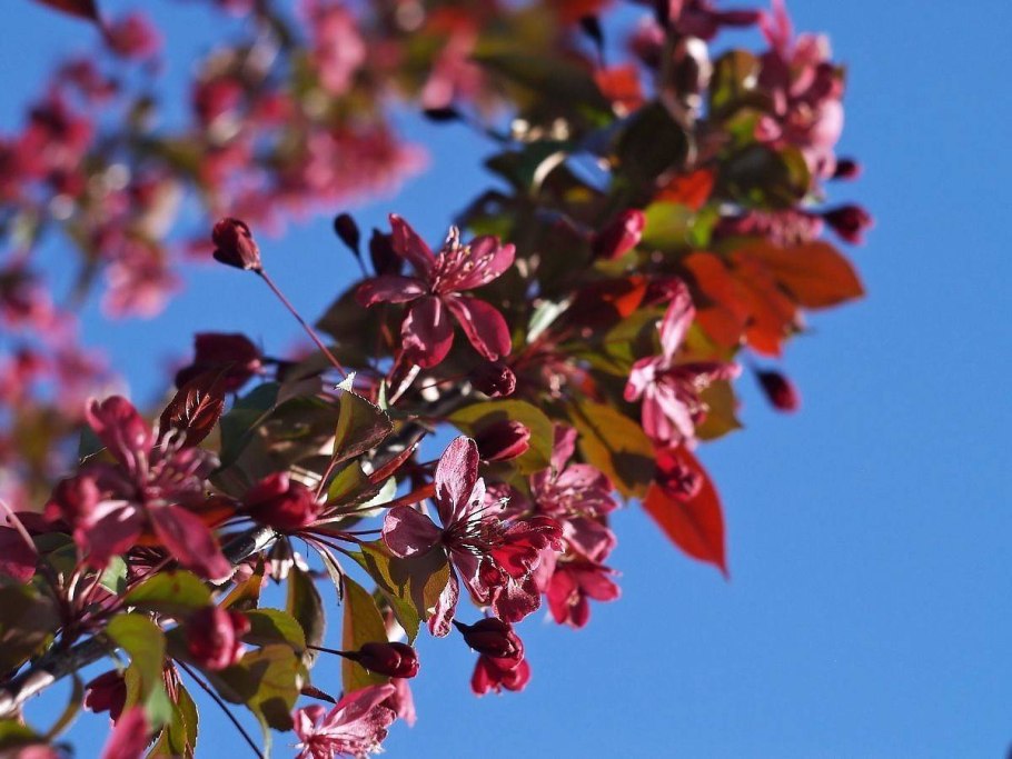 Яблоня Райская краснолистная