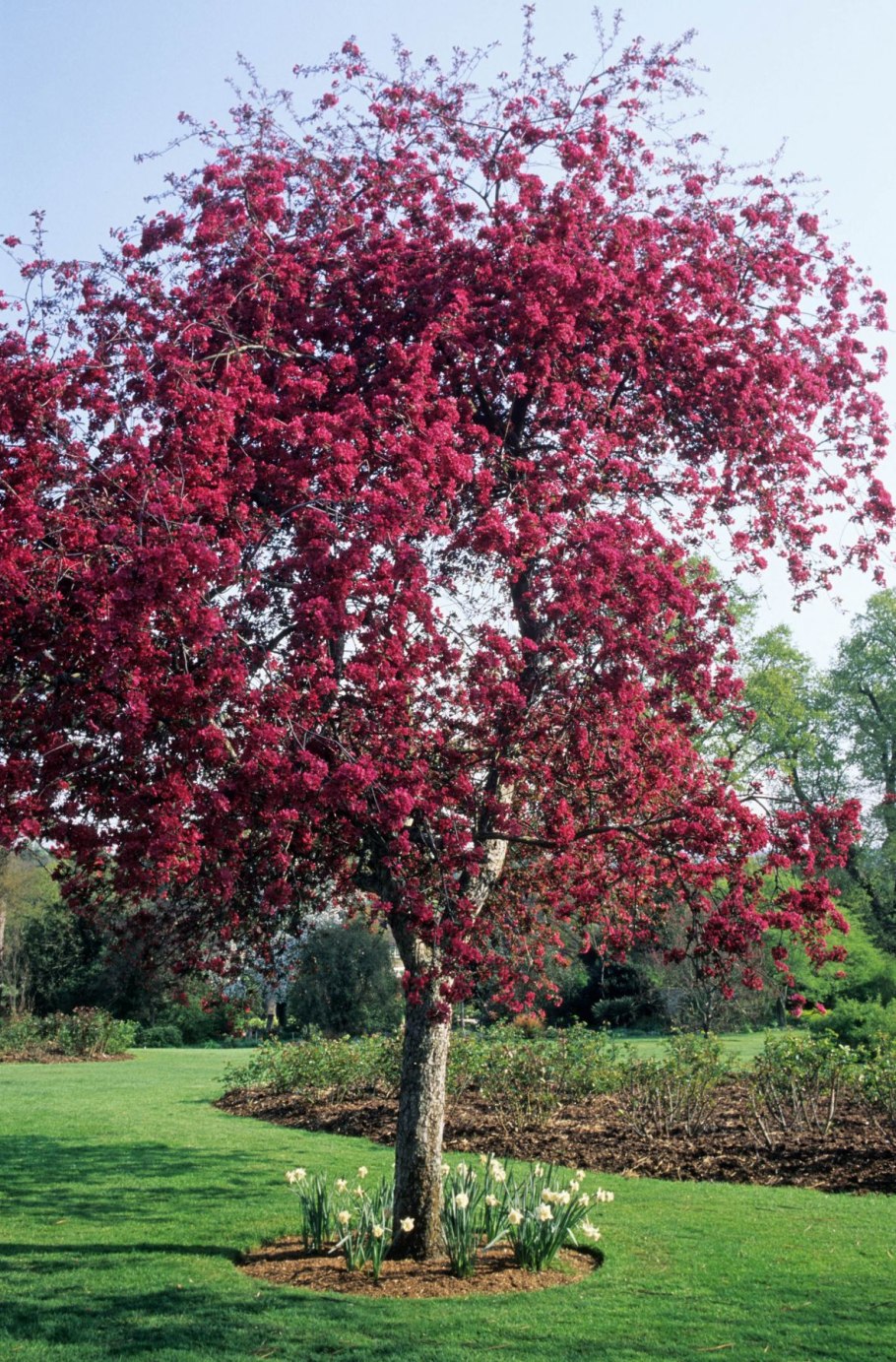 Яблоня краснолистная Кармен