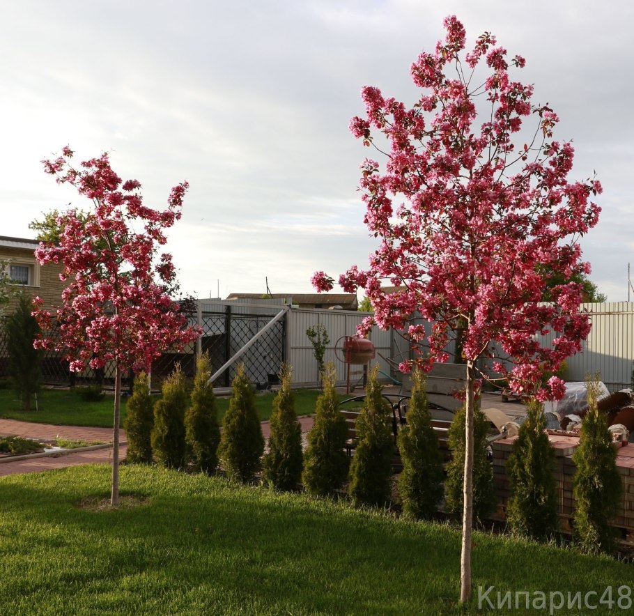 Яблоня декоративная Недзвецкого
