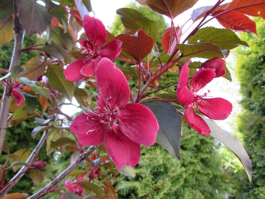 Яблоня краснолистная Скарлет