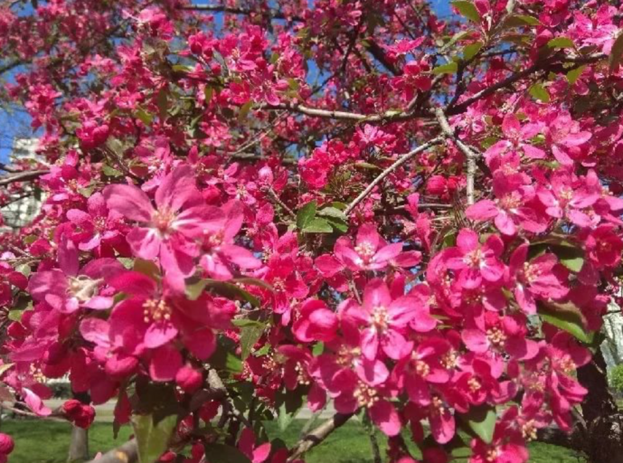 Яблоня декоративная Малиновка