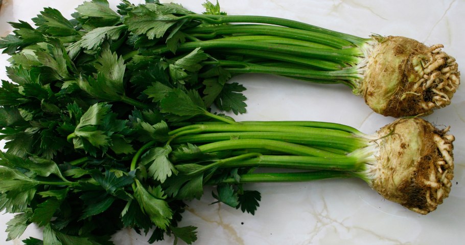 Сельдерей корневой конусовидный сорта