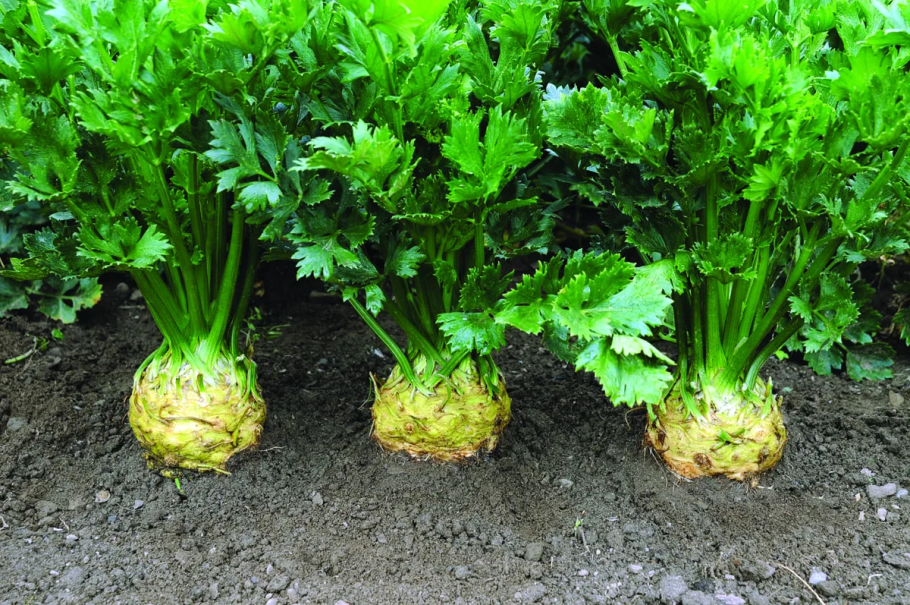 Сельдерей корневой