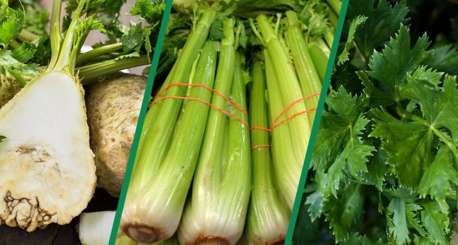 Сельдерей листовой черешковый корневой