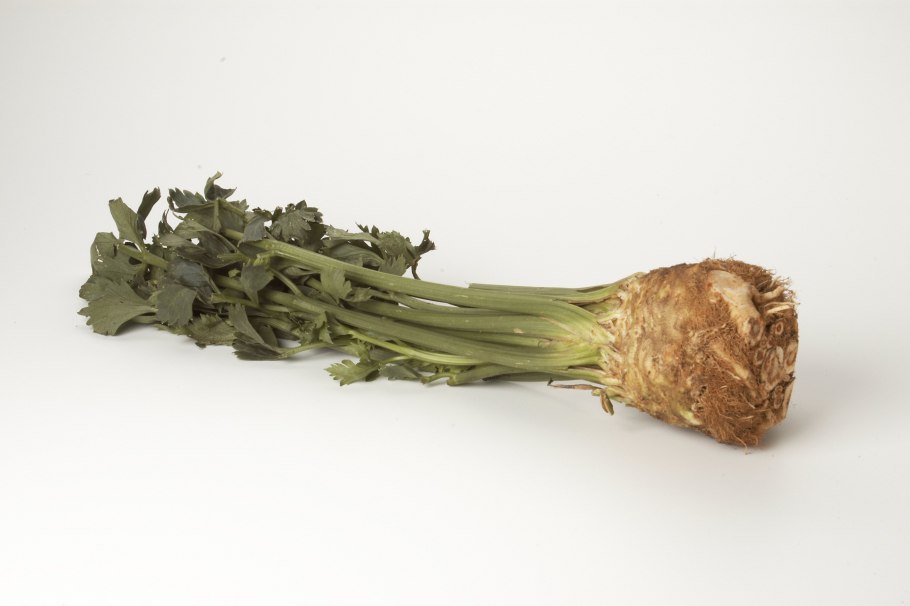 Сельдерей корневой старый лекарь