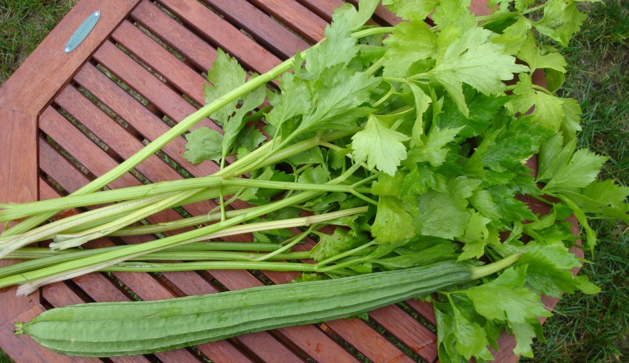 Сельдерей черешковый Самурай