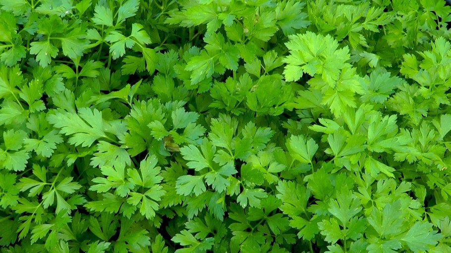 Листовой сельдерей пикант