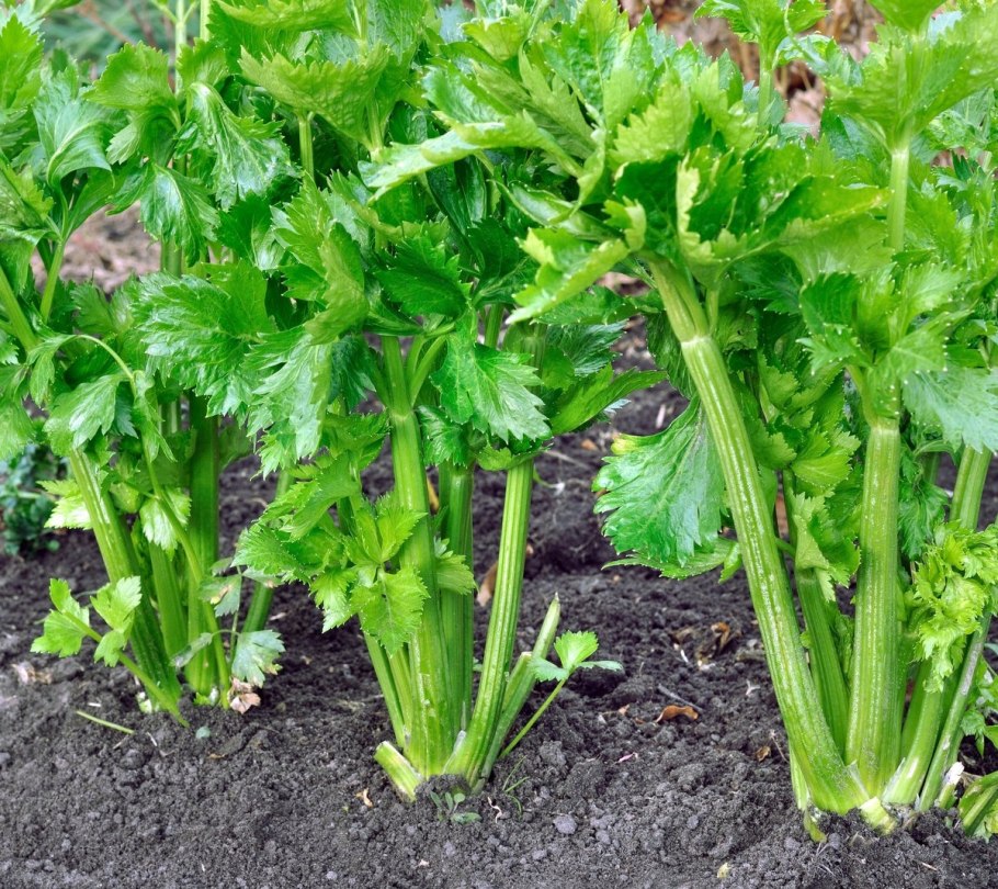 Сельдерей черешковый выращивание