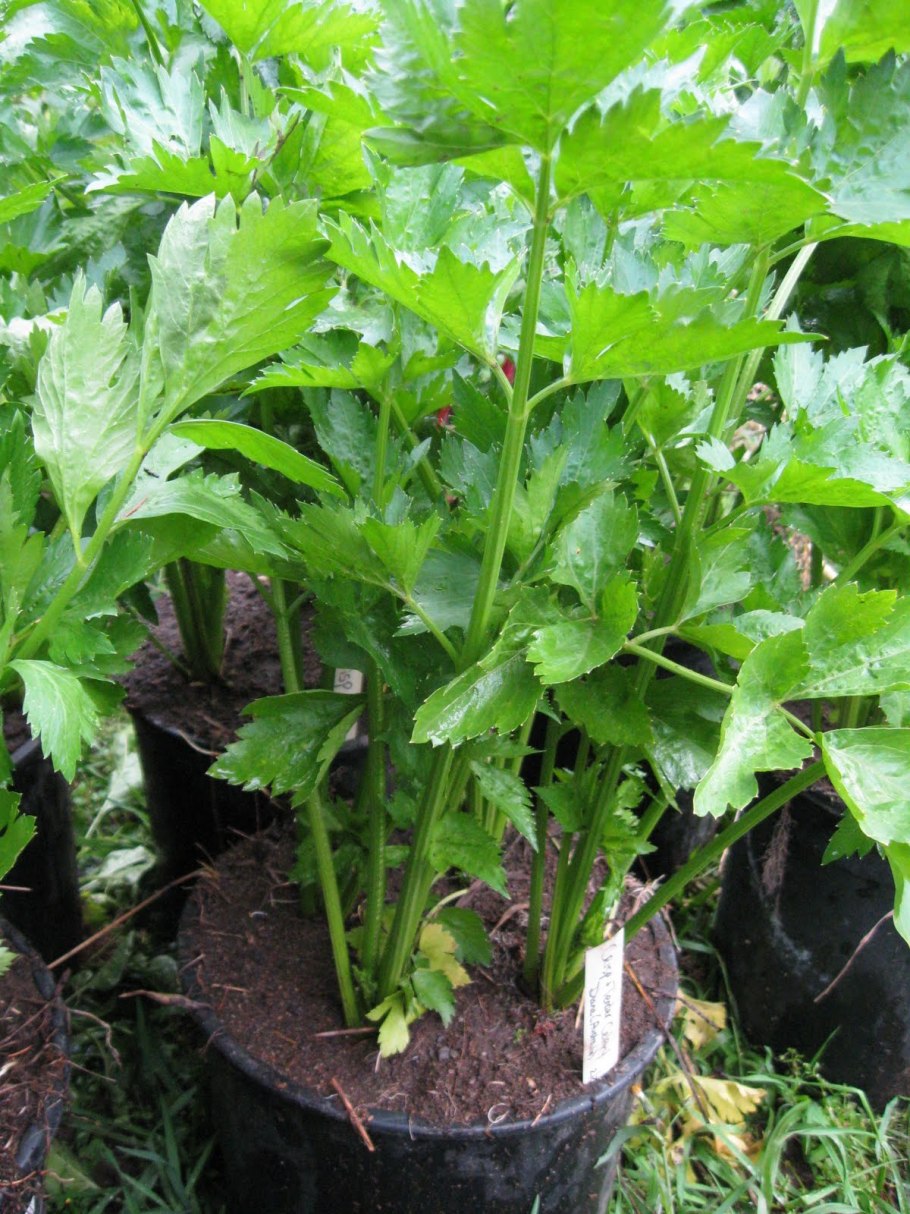 Сельдерей и хрен