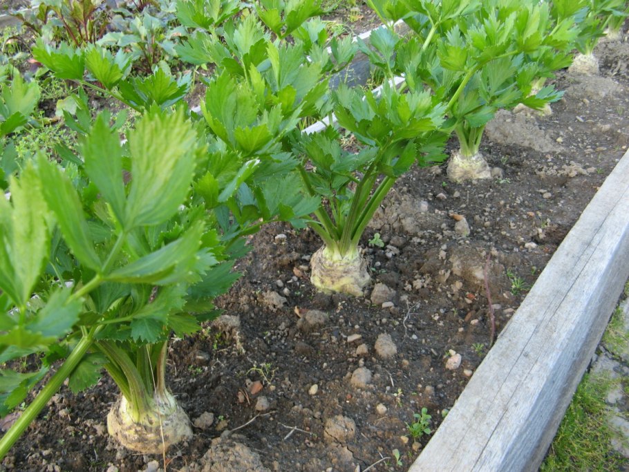 Сельдерей черешковый корень