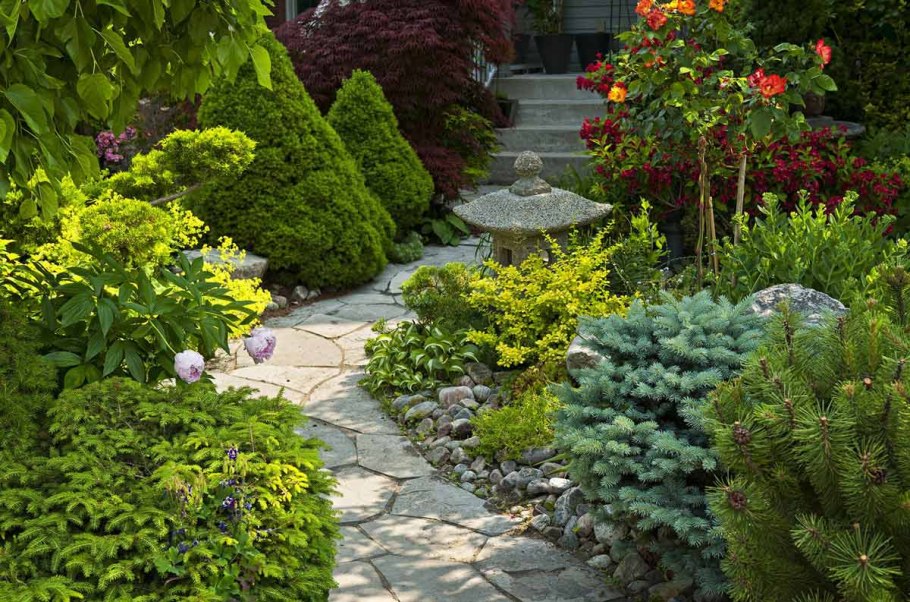 Розы с хвойниками в ландшафте