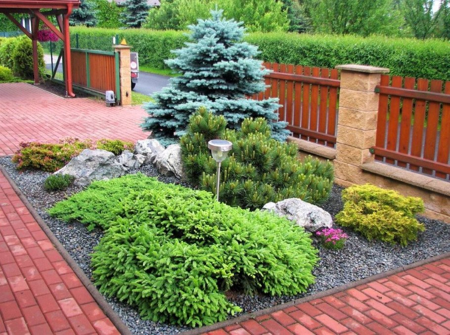 Ель Нидиформис в ландшафтном