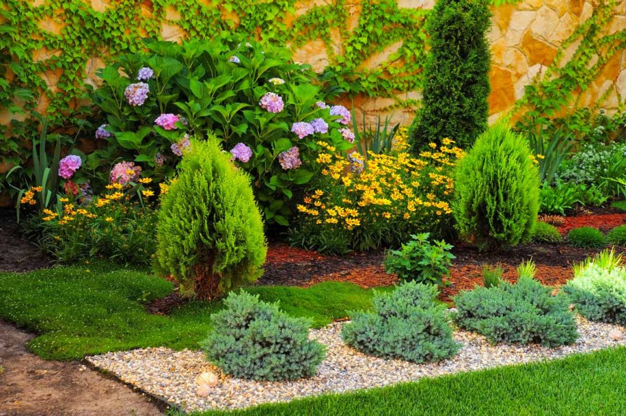 Спирея и туя Даника