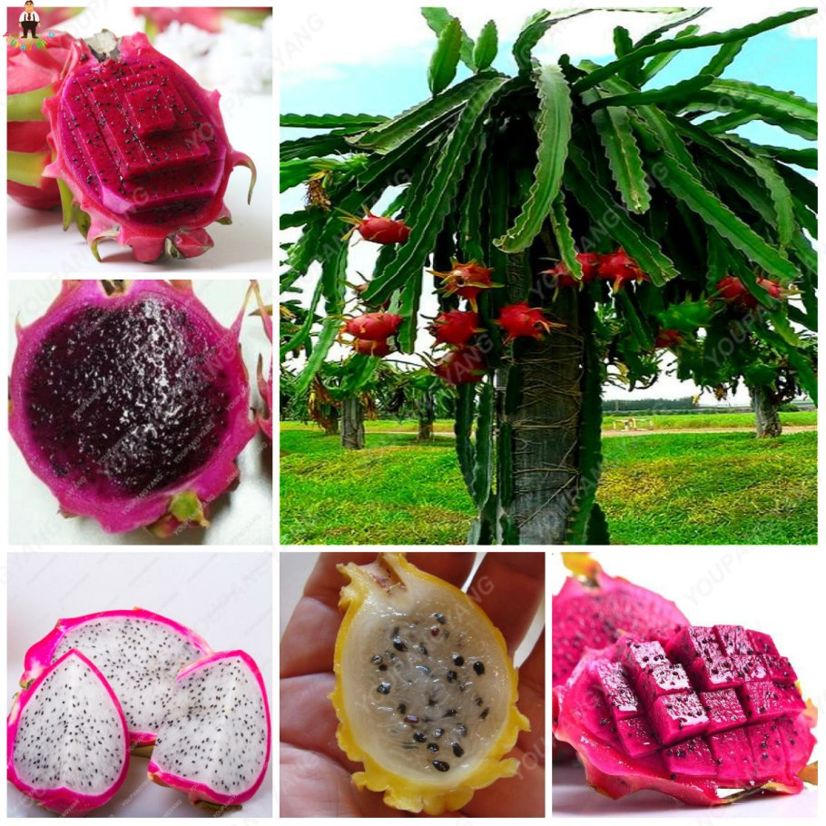 Питахайя Кактус